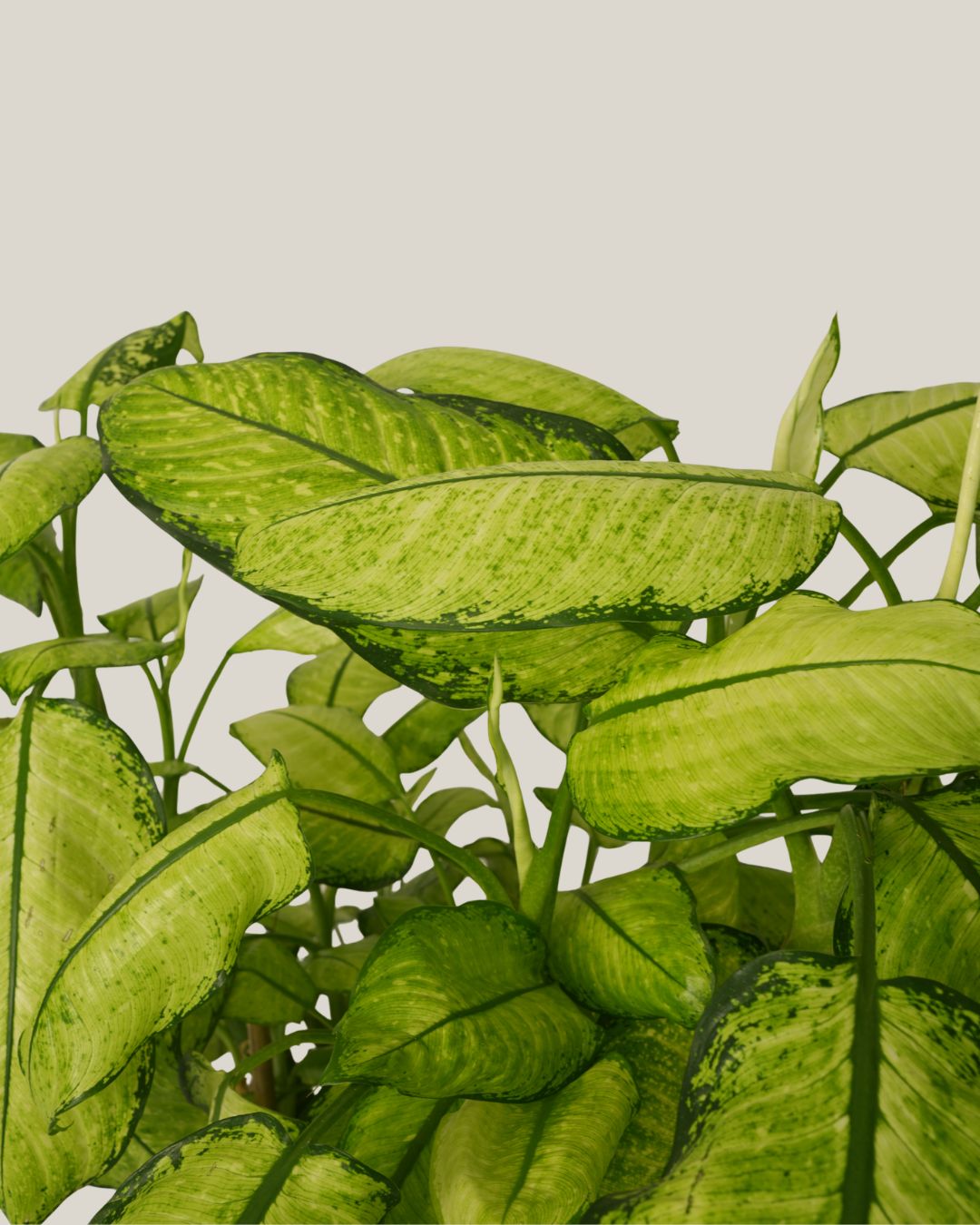 Dieffenbachia Variegated