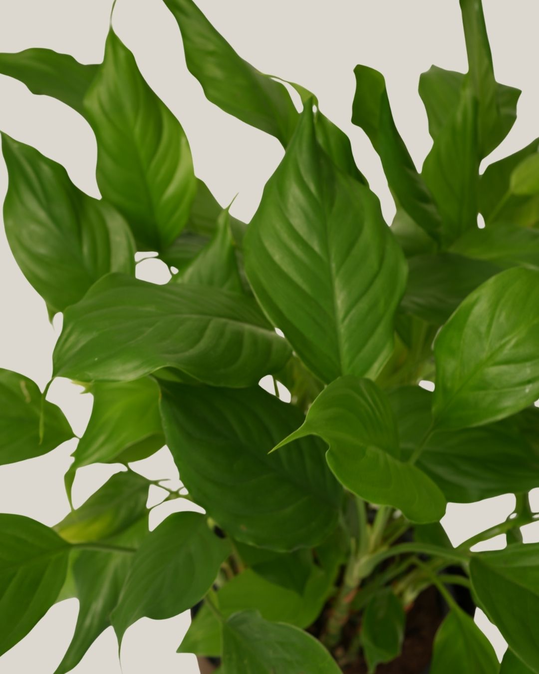 Spathiphyllum
