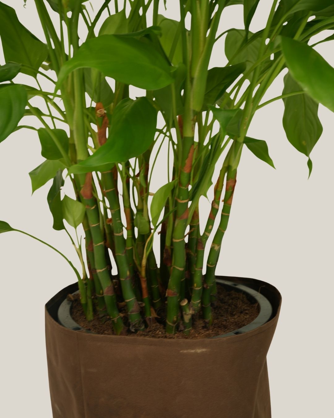 Spathiphyllum