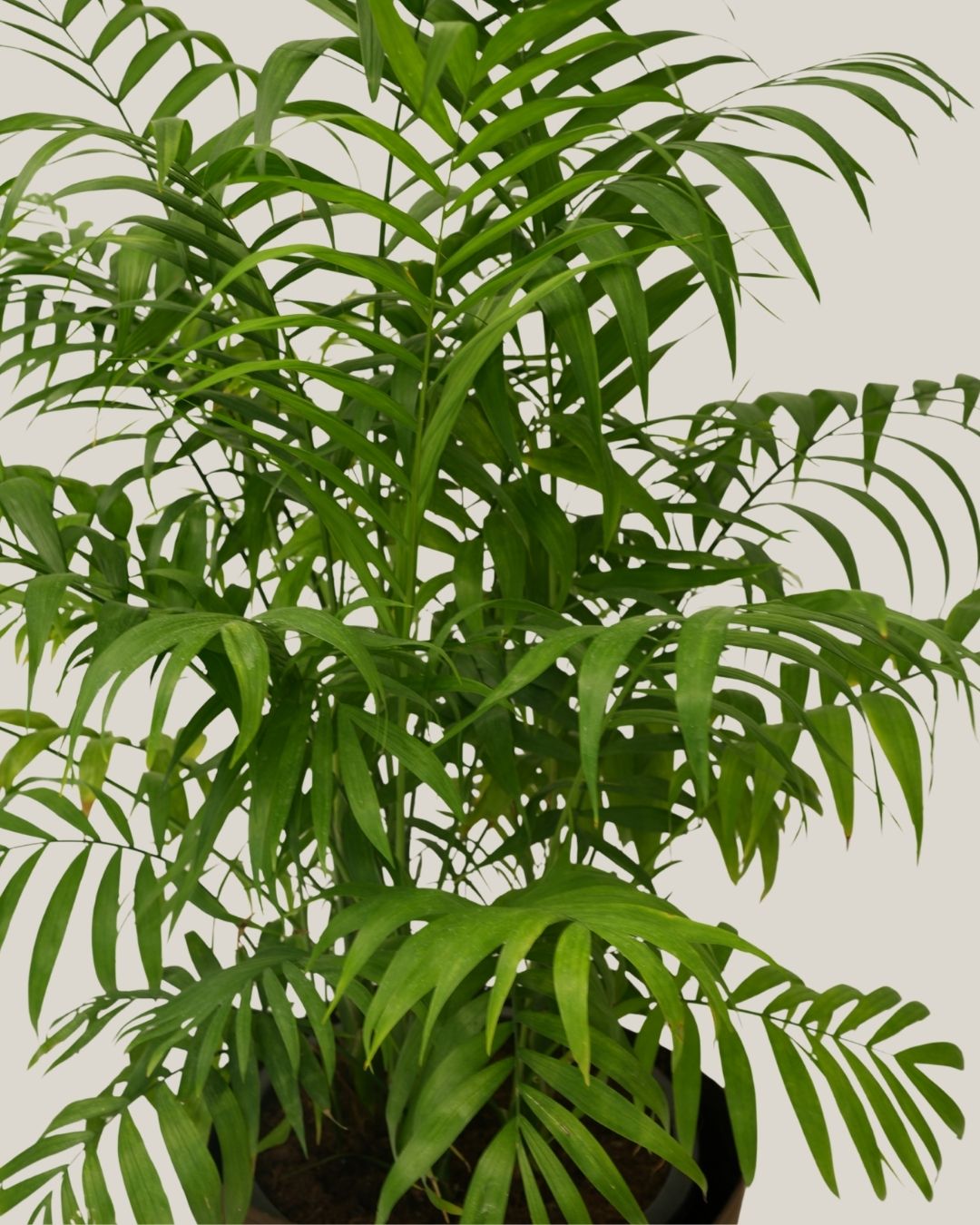 Chamaedorea Elegans