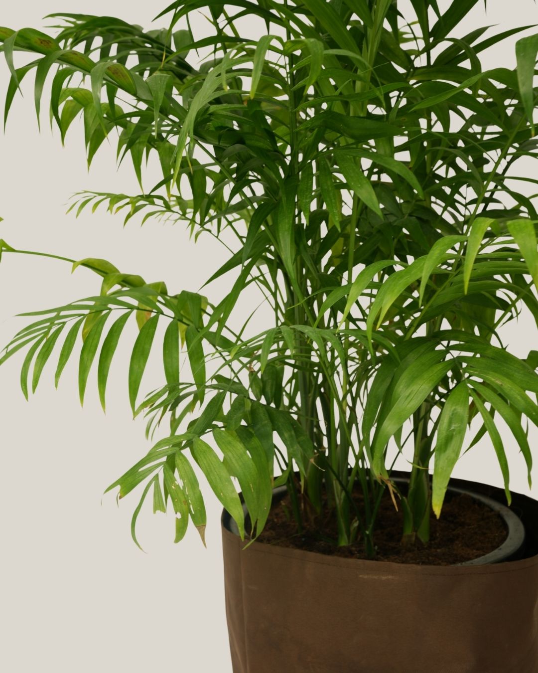 Chamaedorea Elegans