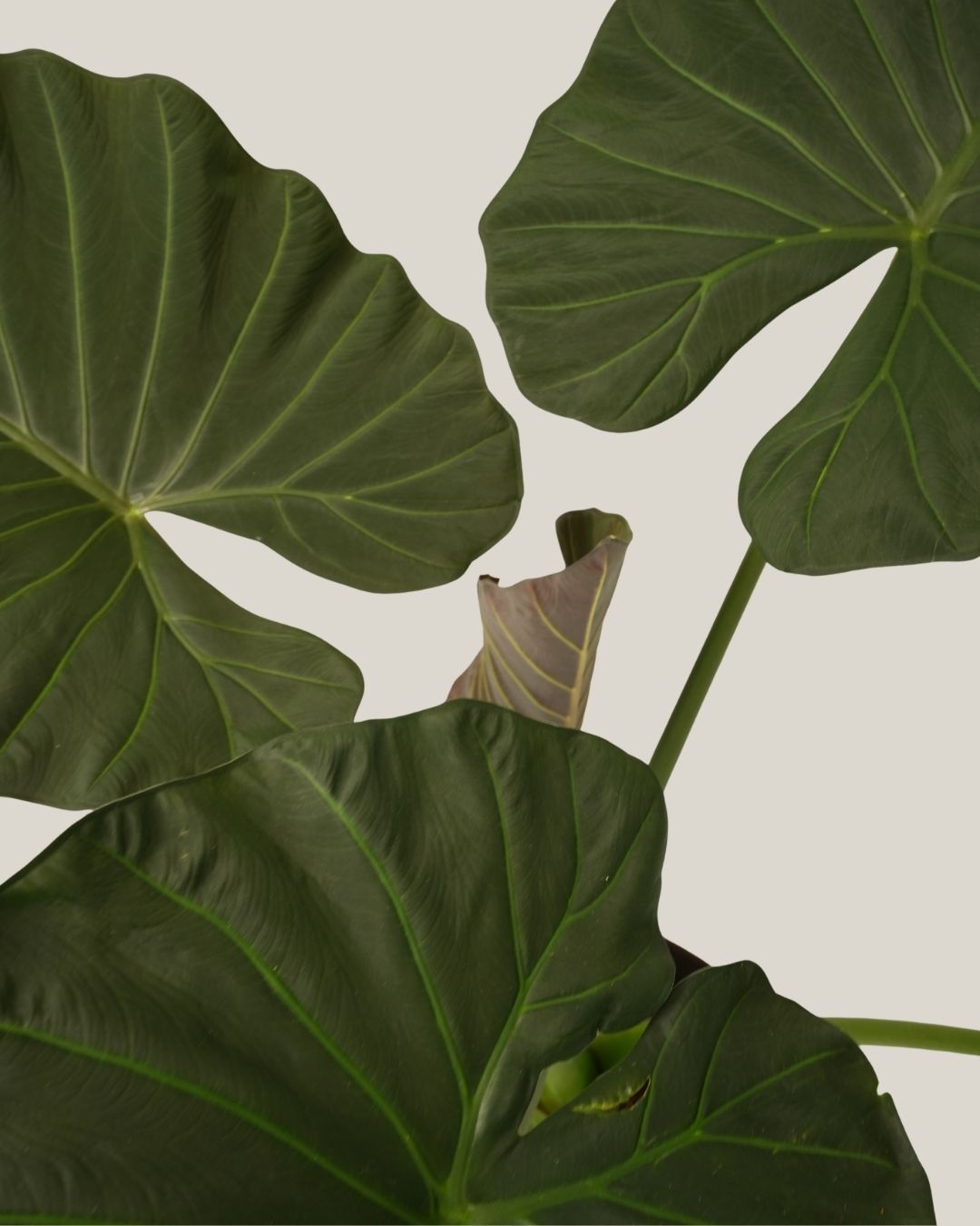 Alocasia Regal Shield