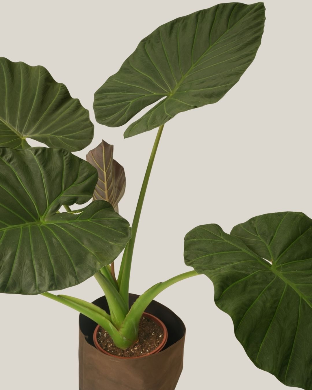 Alocasia Regal Shield