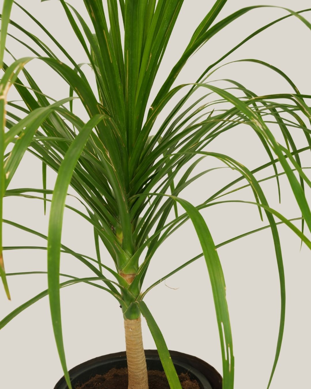 Dracaena Draco 1PP
