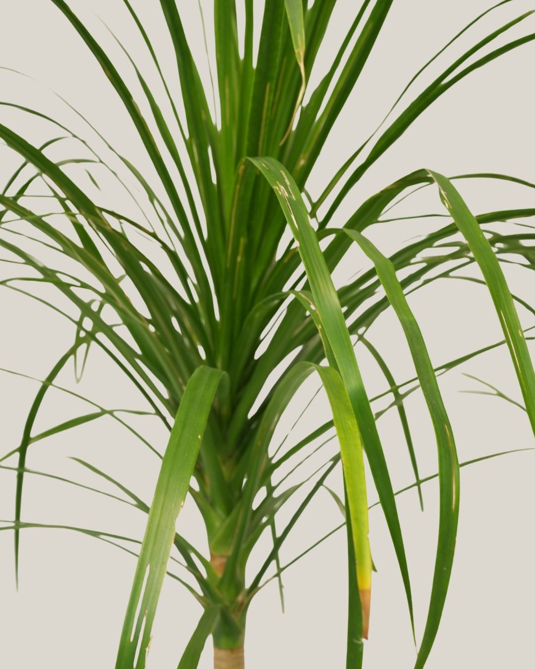 Dracaena Draco 1PP