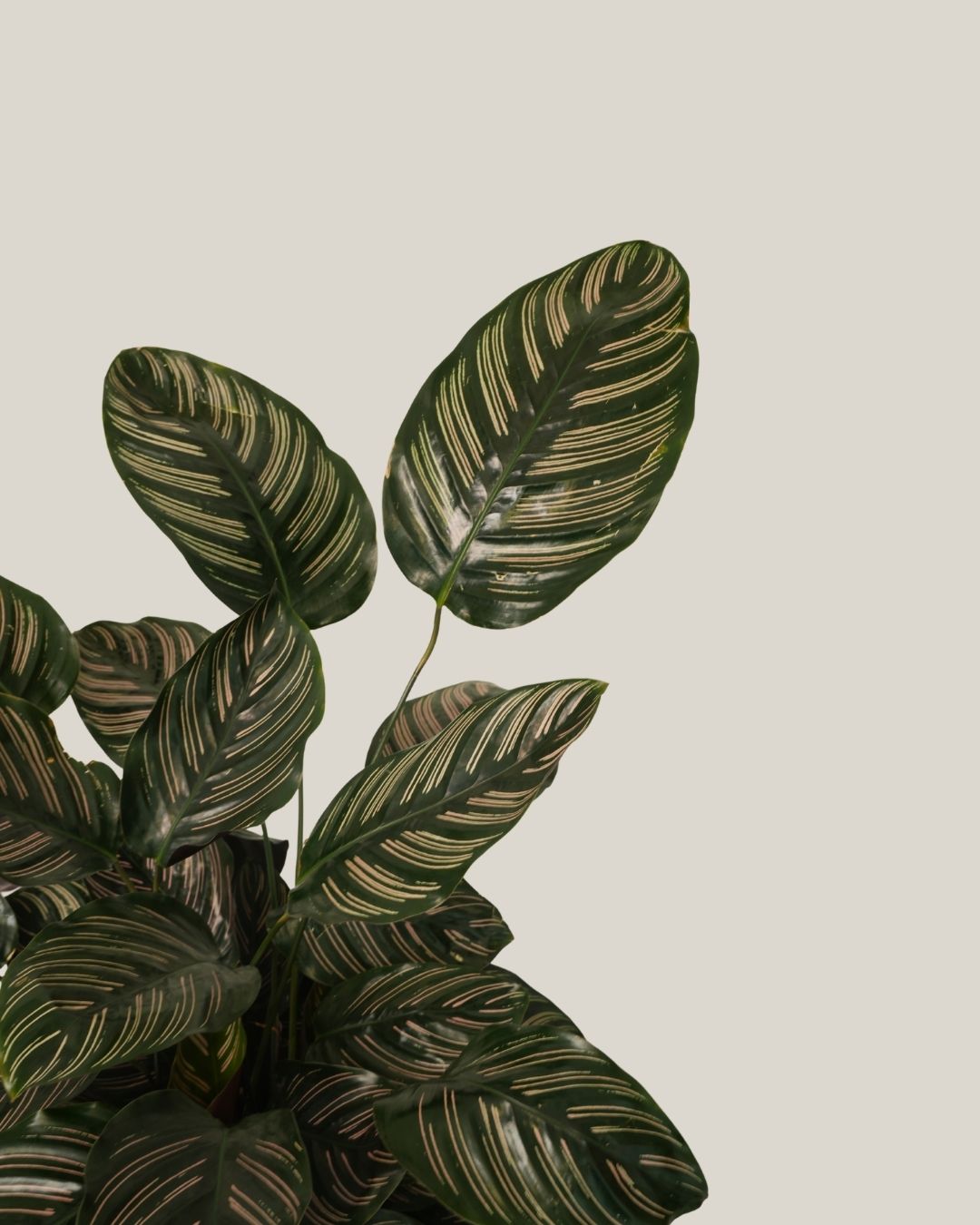 Calathea