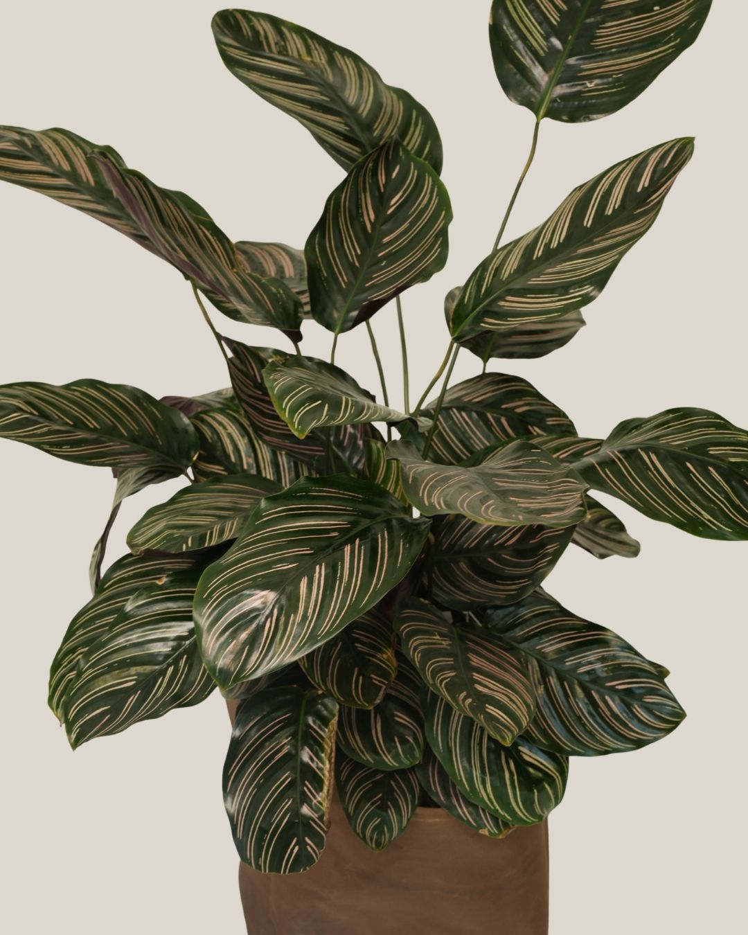 Calathea