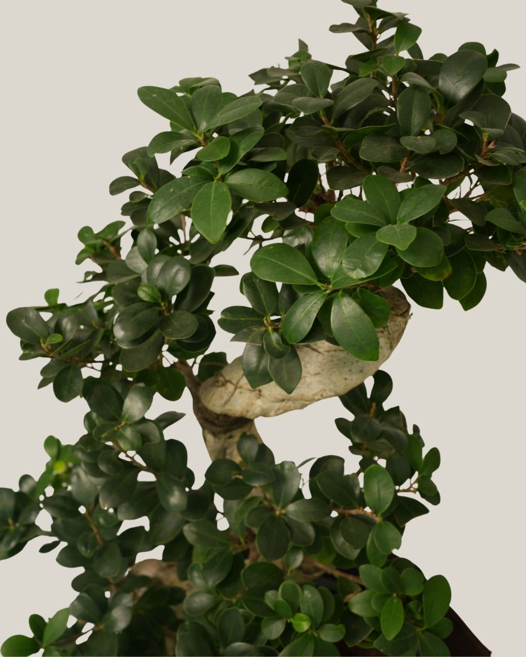 Ficus Bonsai S Shape
