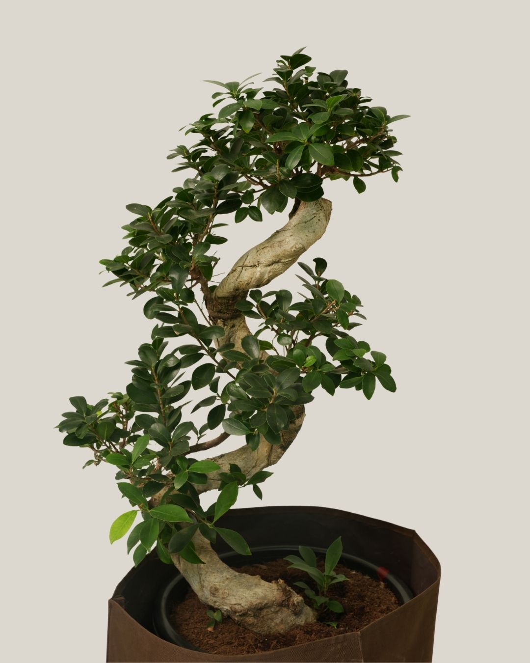 Ficus Bonsai S Shape