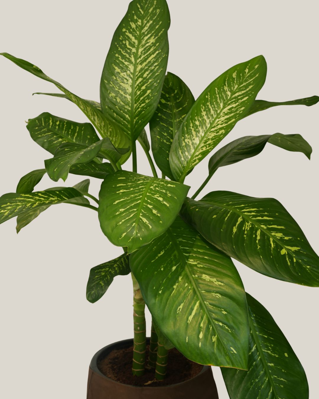 Dieffenbachia Tropic Snow