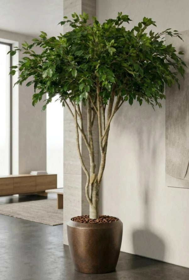 Artificial Ficus tree, Private Villa, Dubai