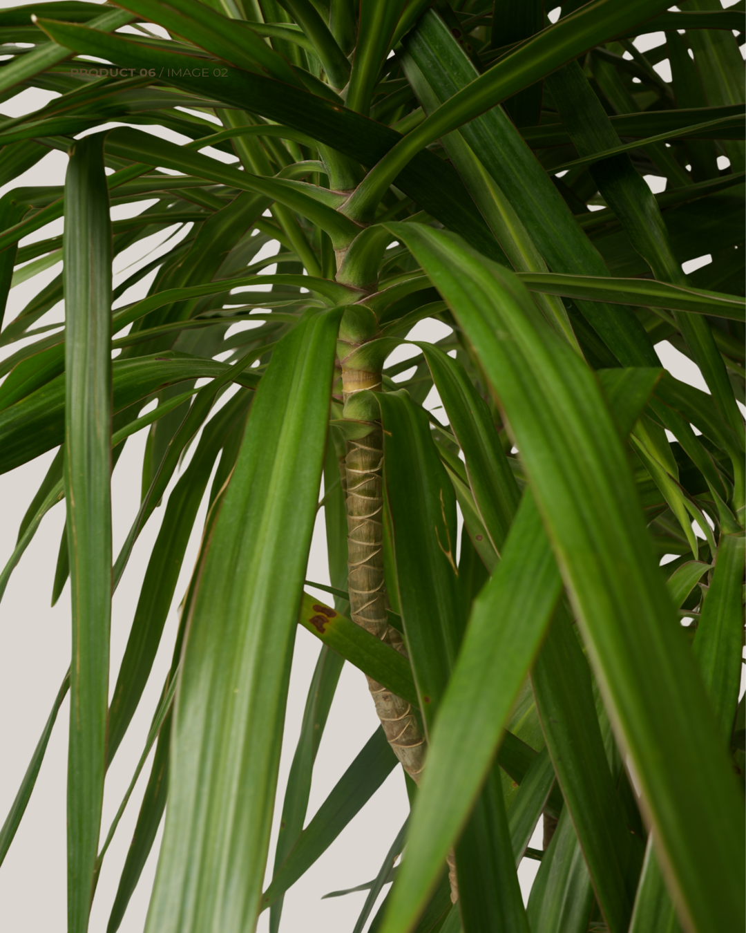 Dracaena Marginata Tarzan