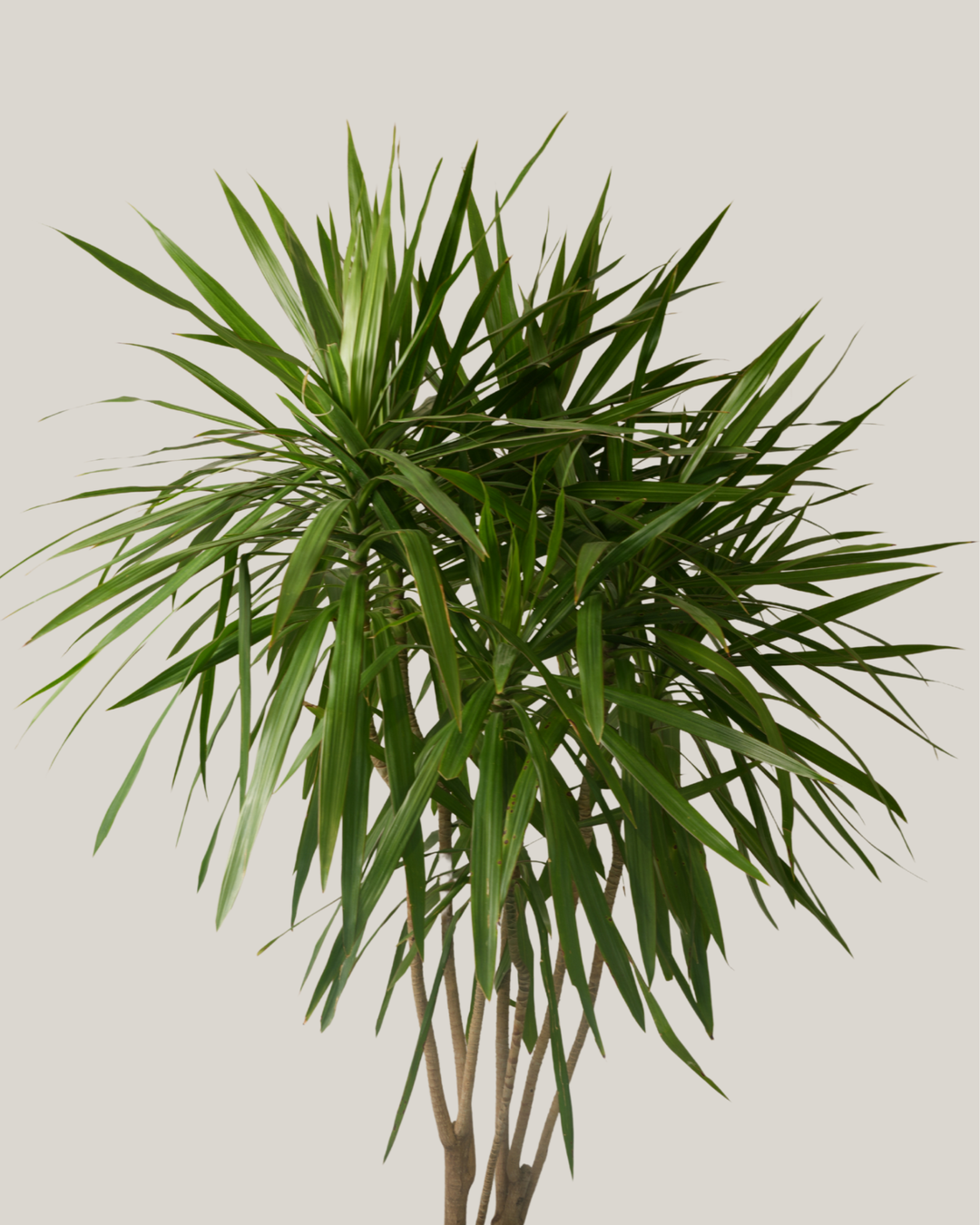 Dracaena Marginata Tarzan
