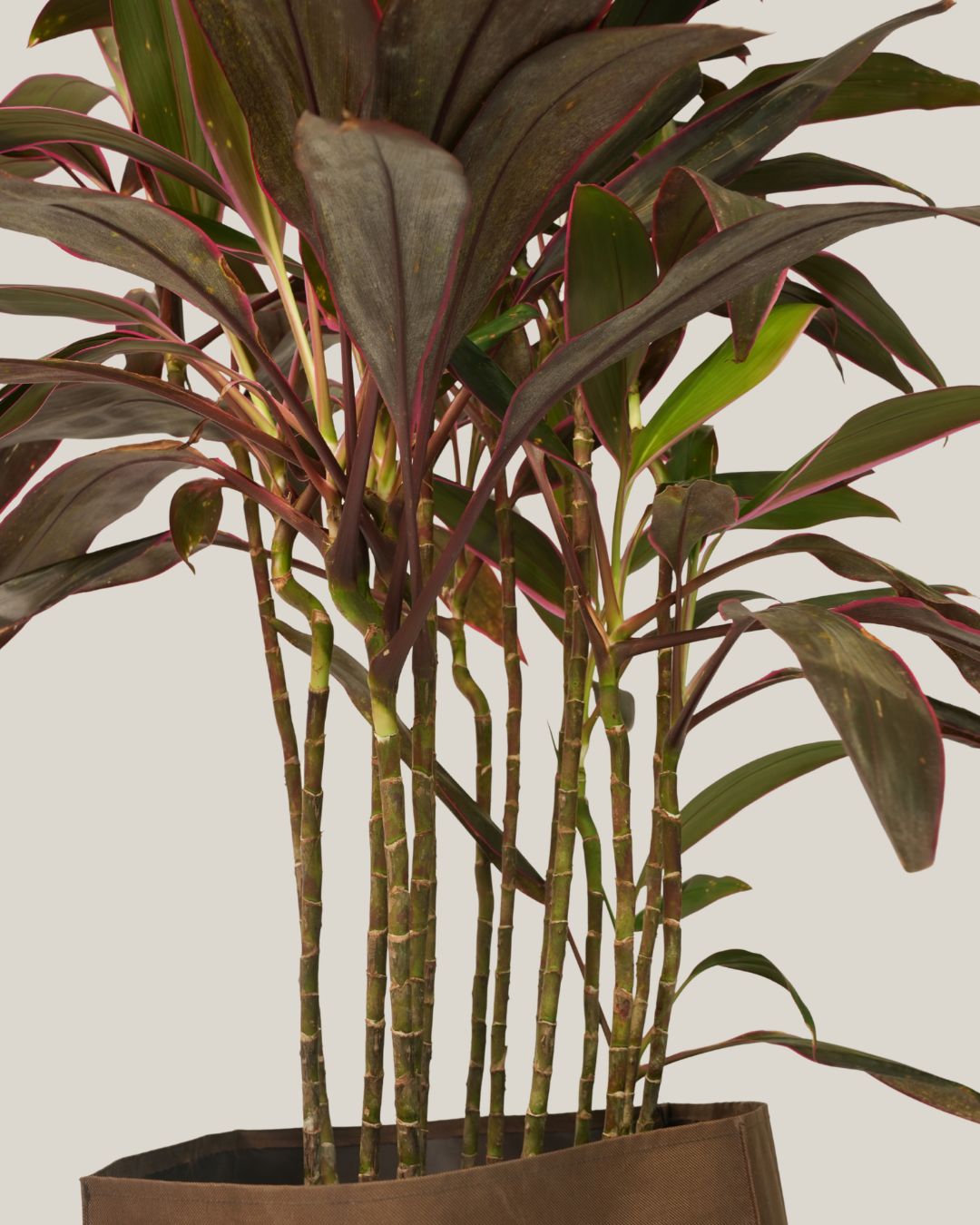 Cordyline