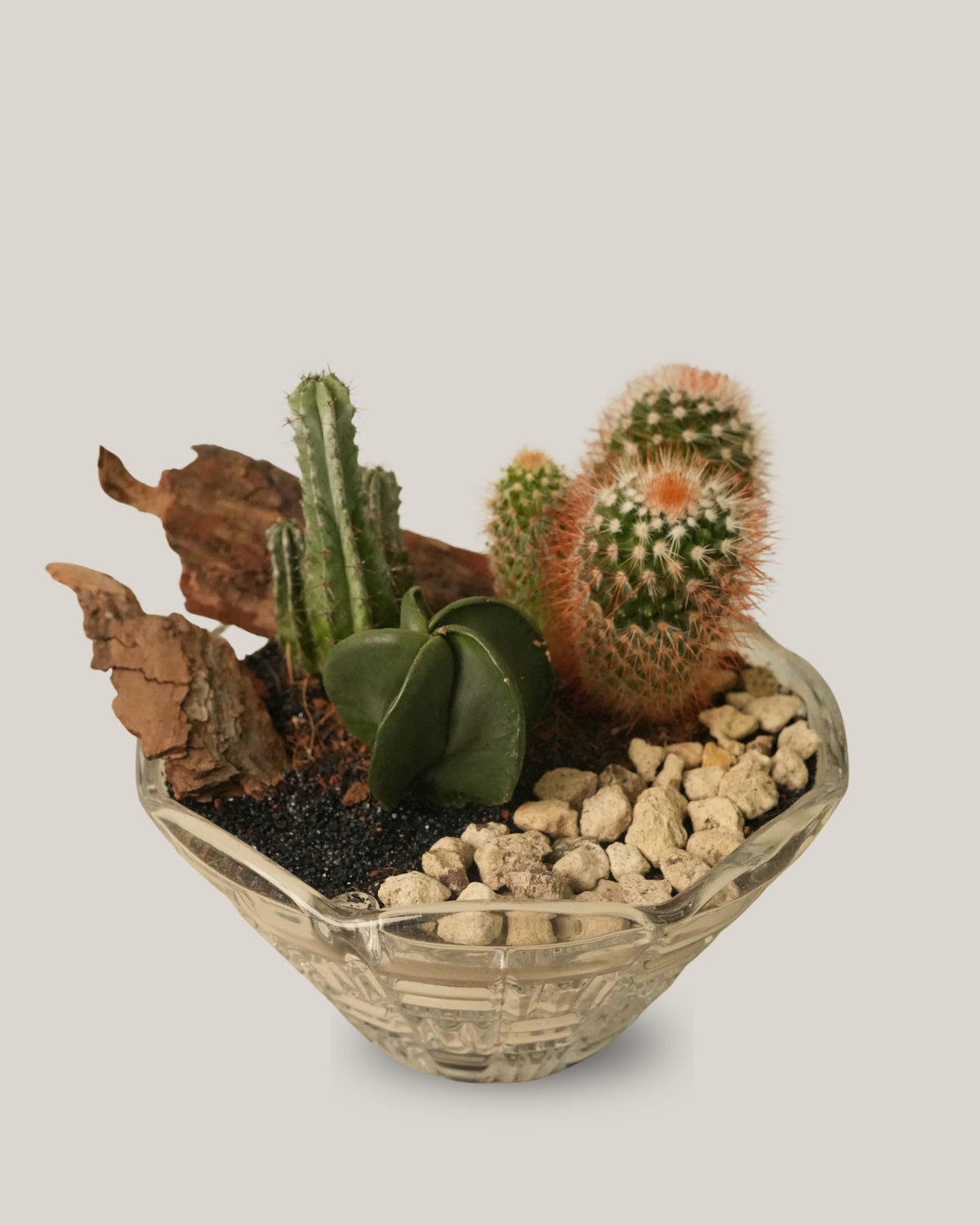 Cactus Arrangement in Glass Vase Medium