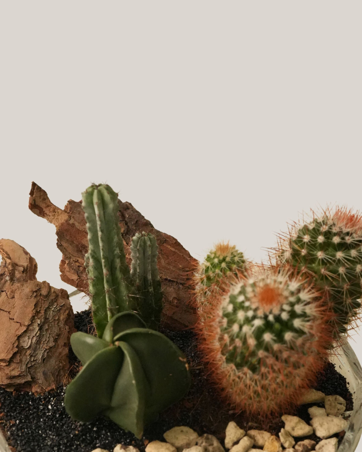 Cactus Arrangement in Glass Vase Medium