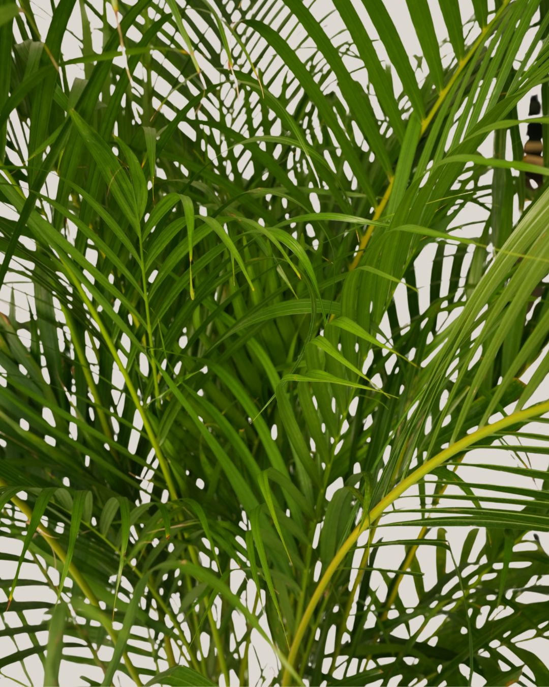 Dypsis Lutescens
