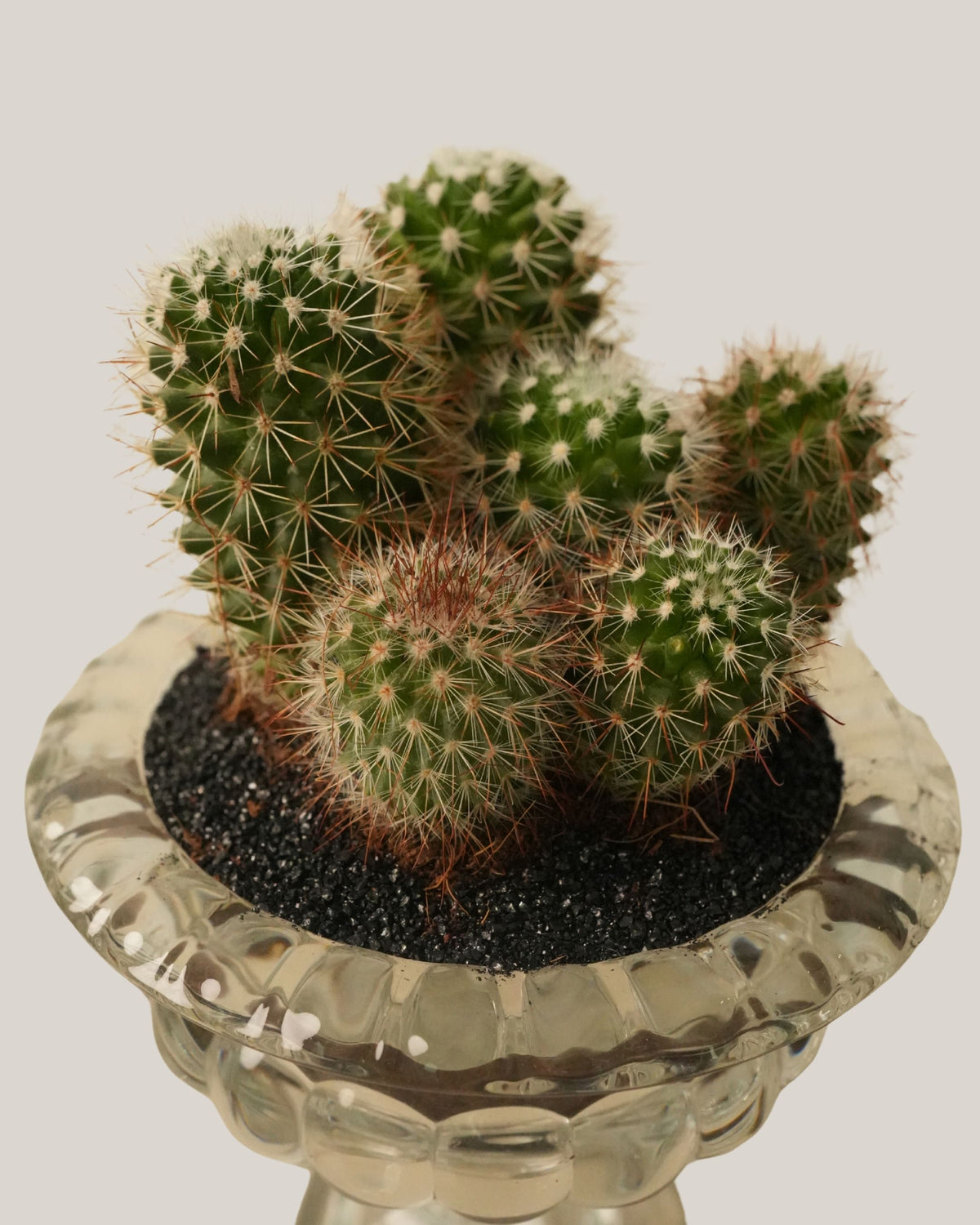Cactus Arrangement in Glass Vase