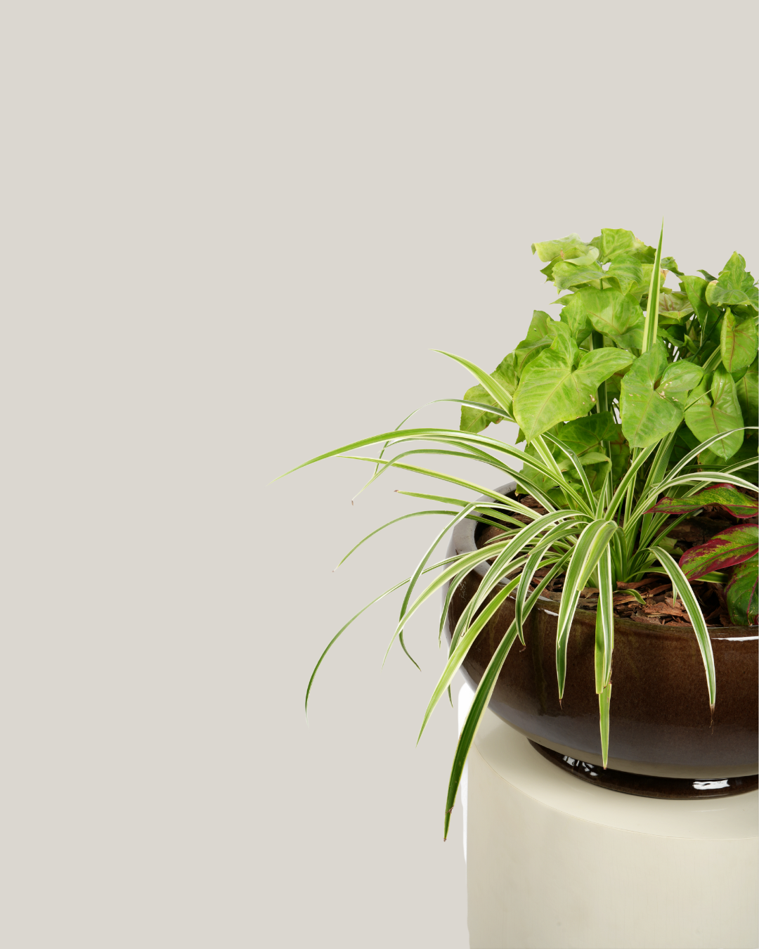 Mixed Plants Arrangement with Bowl Low Macchiato