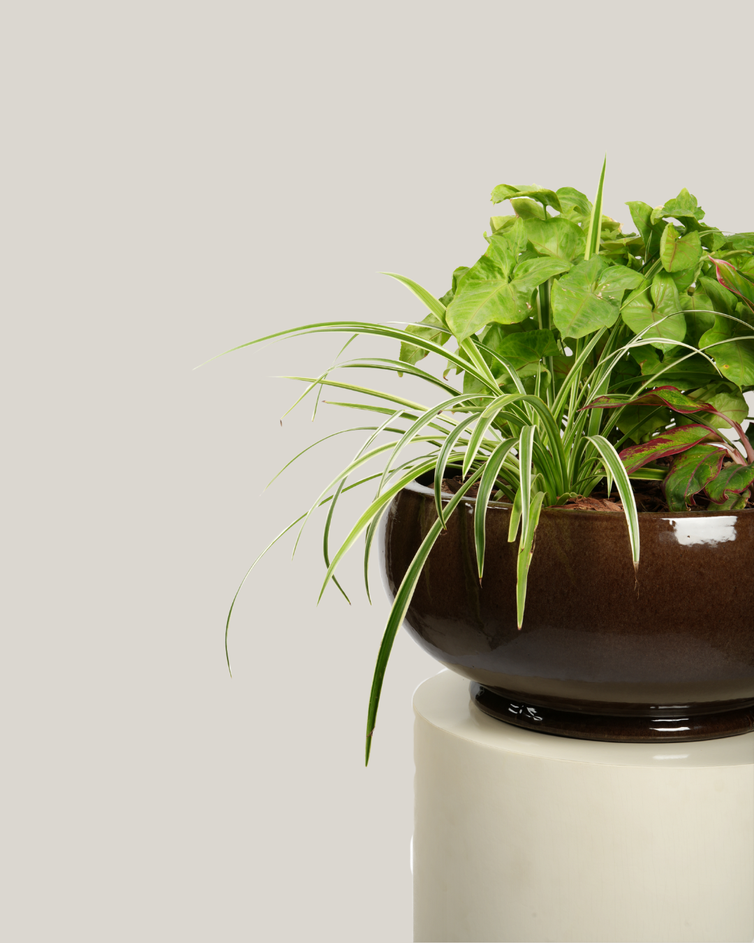 Mixed Plants Arrangement with Bowl Low Macchiato