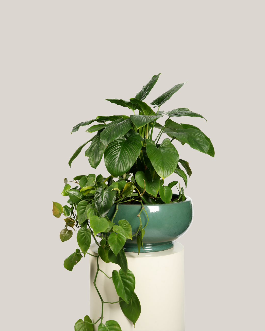 Mixed Plants Arrangement with Bowl Green
