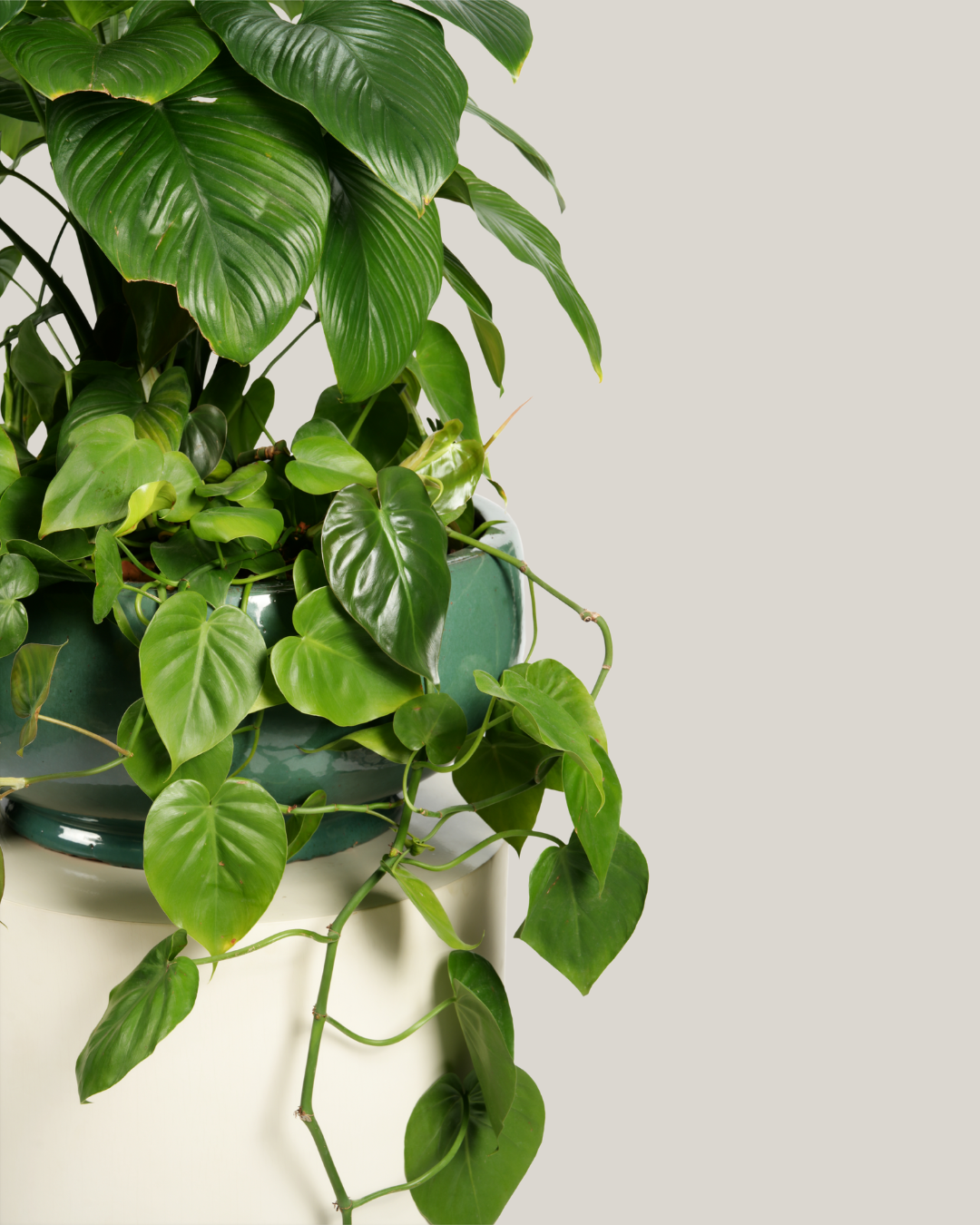 Mixed Plants Arrangement with Bowl Green