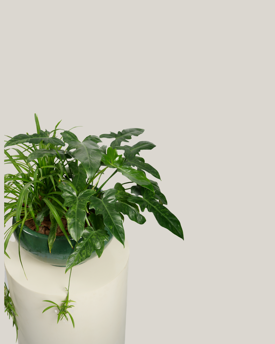 Mixed Plants Arrangement with Bowl Green