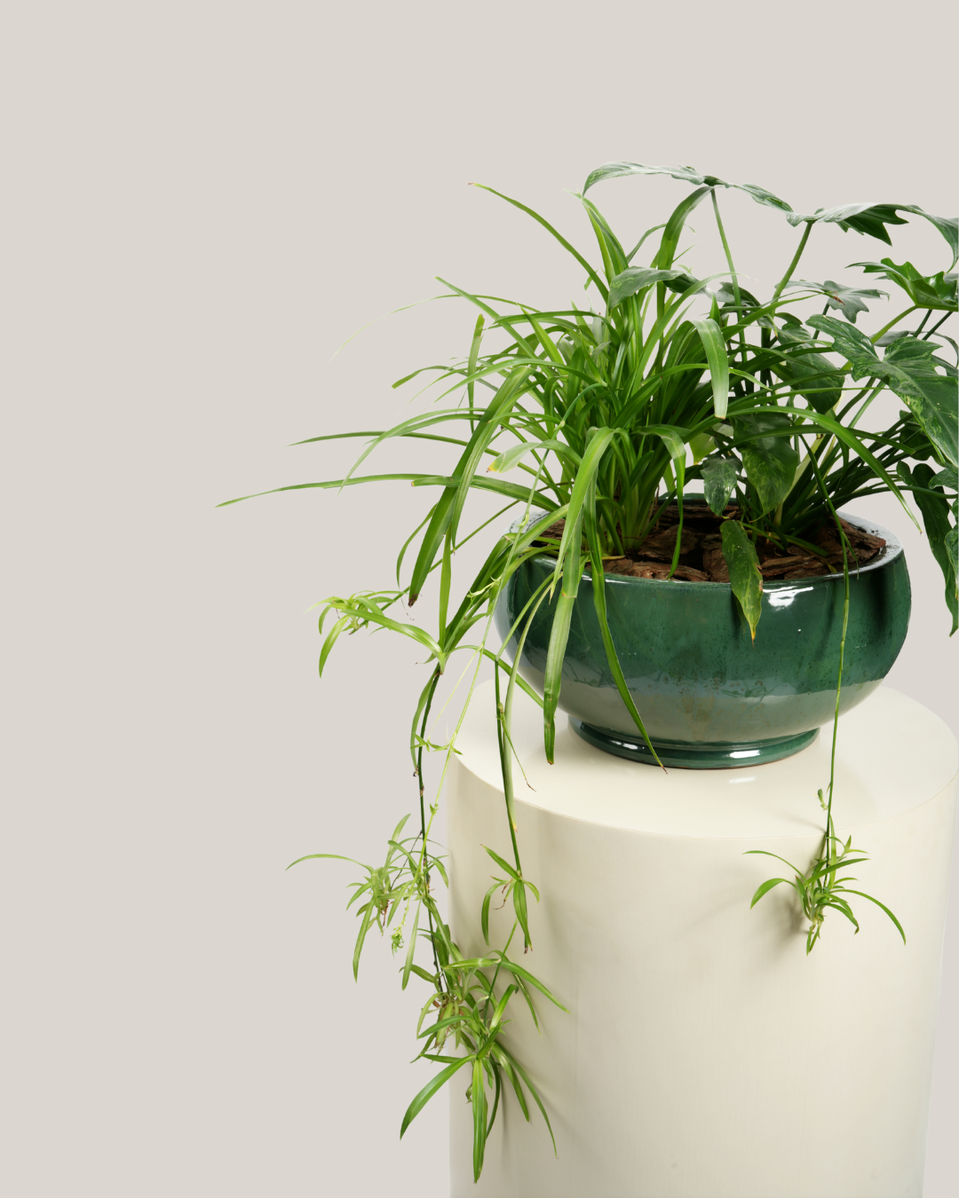 Mixed Plants Arrangement with Bowl Green