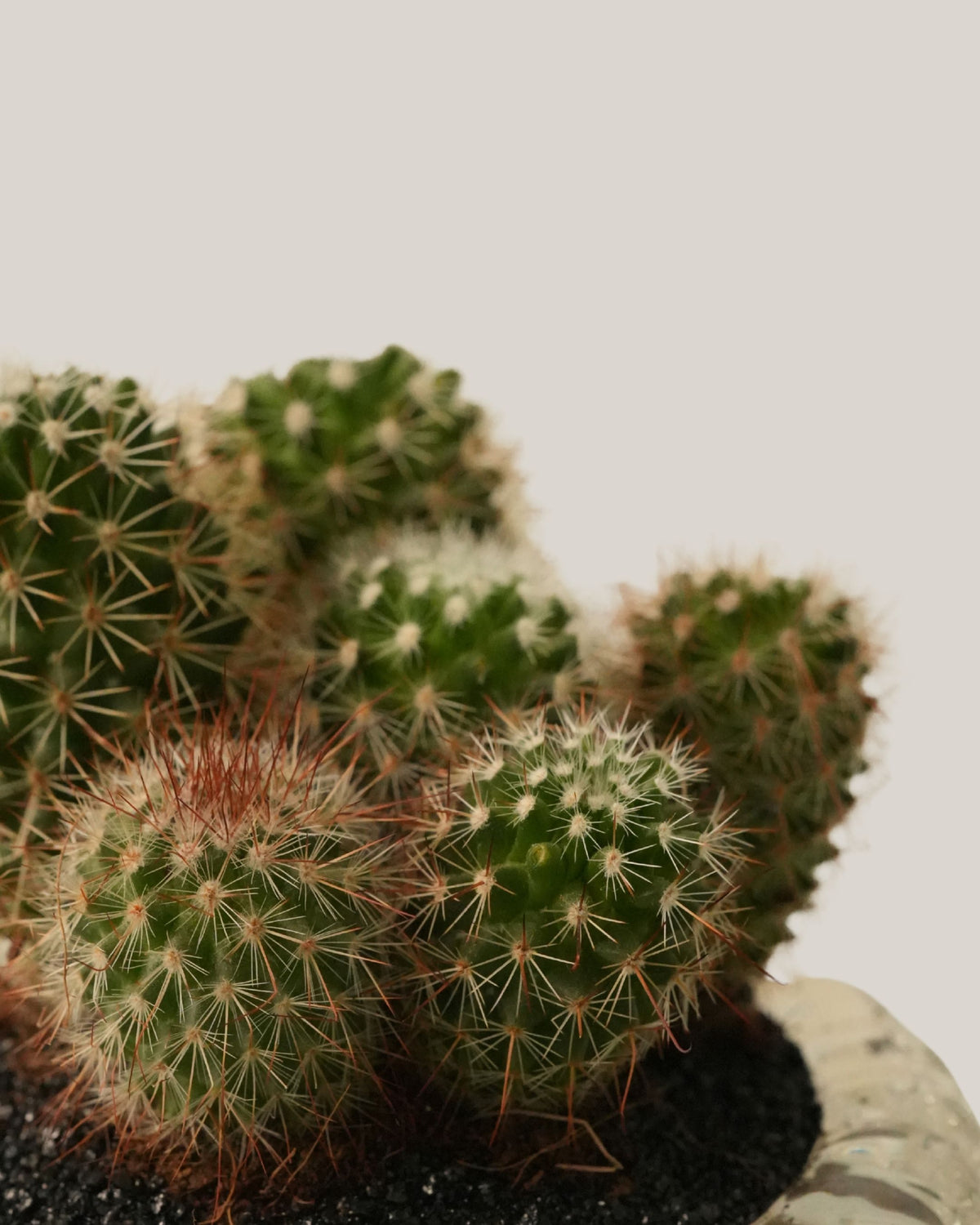 Cactus Arrangement in Glass Vase