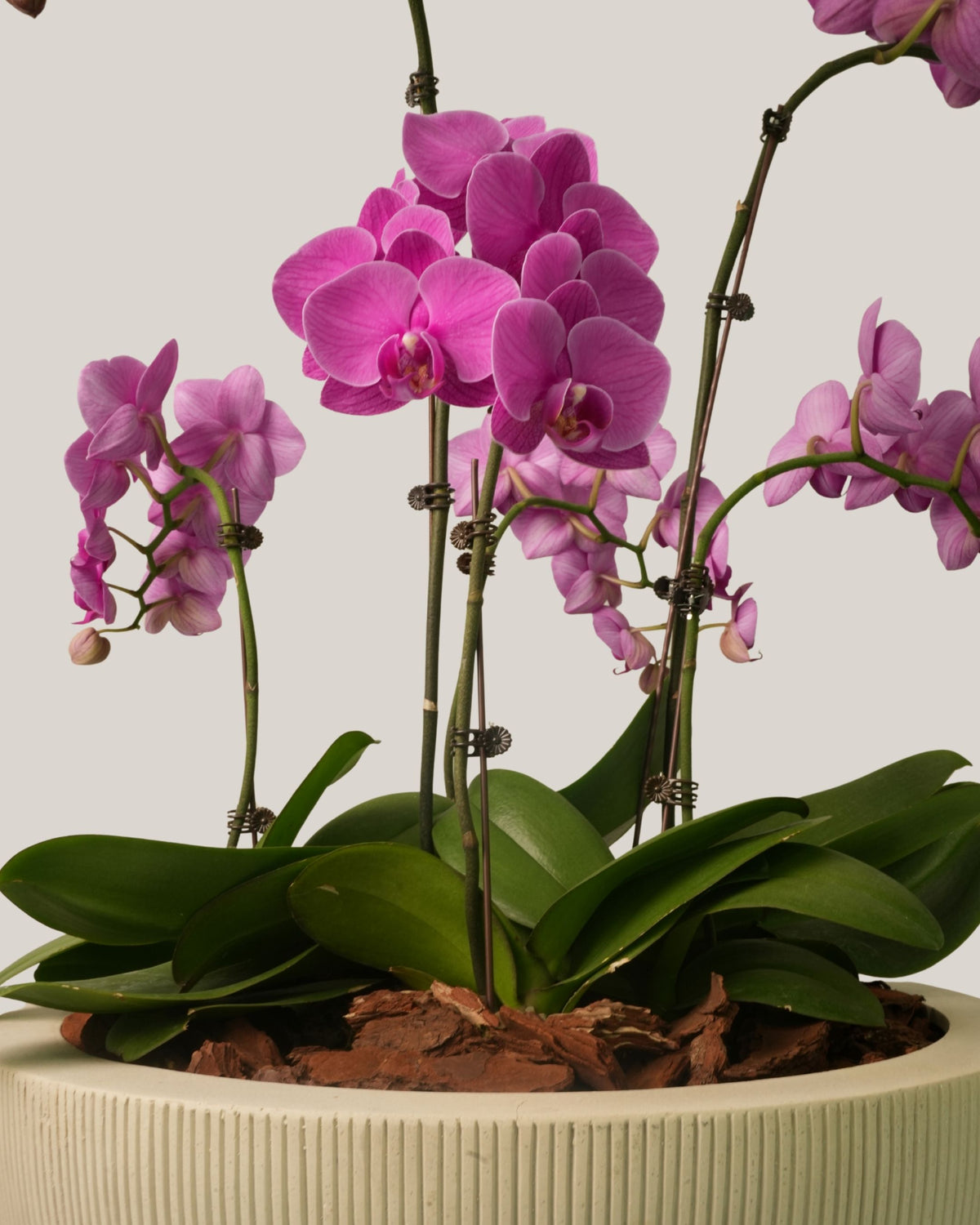 Phalaenopsis Orchids Purple in Egg Pot White
