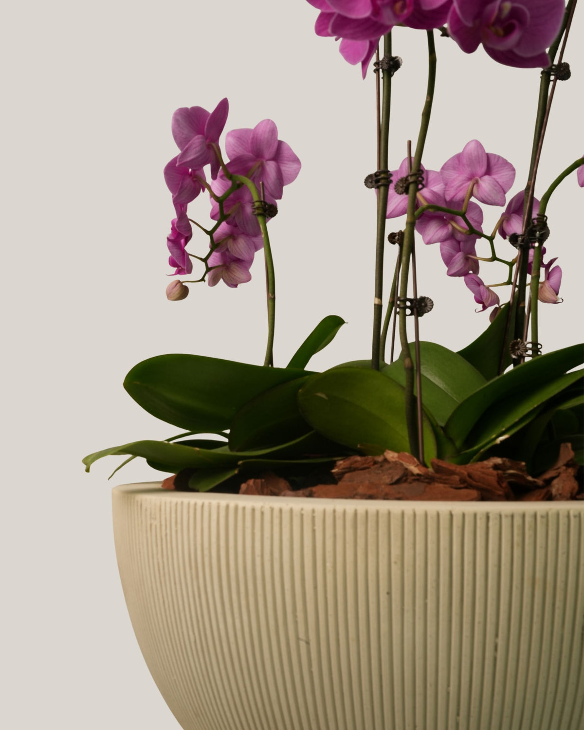 Phalaenopsis Orchids Purple in Egg Pot White