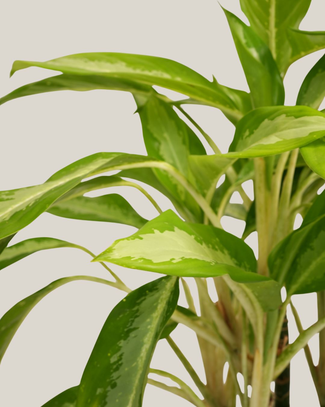 Aglaonema Silver Moon
