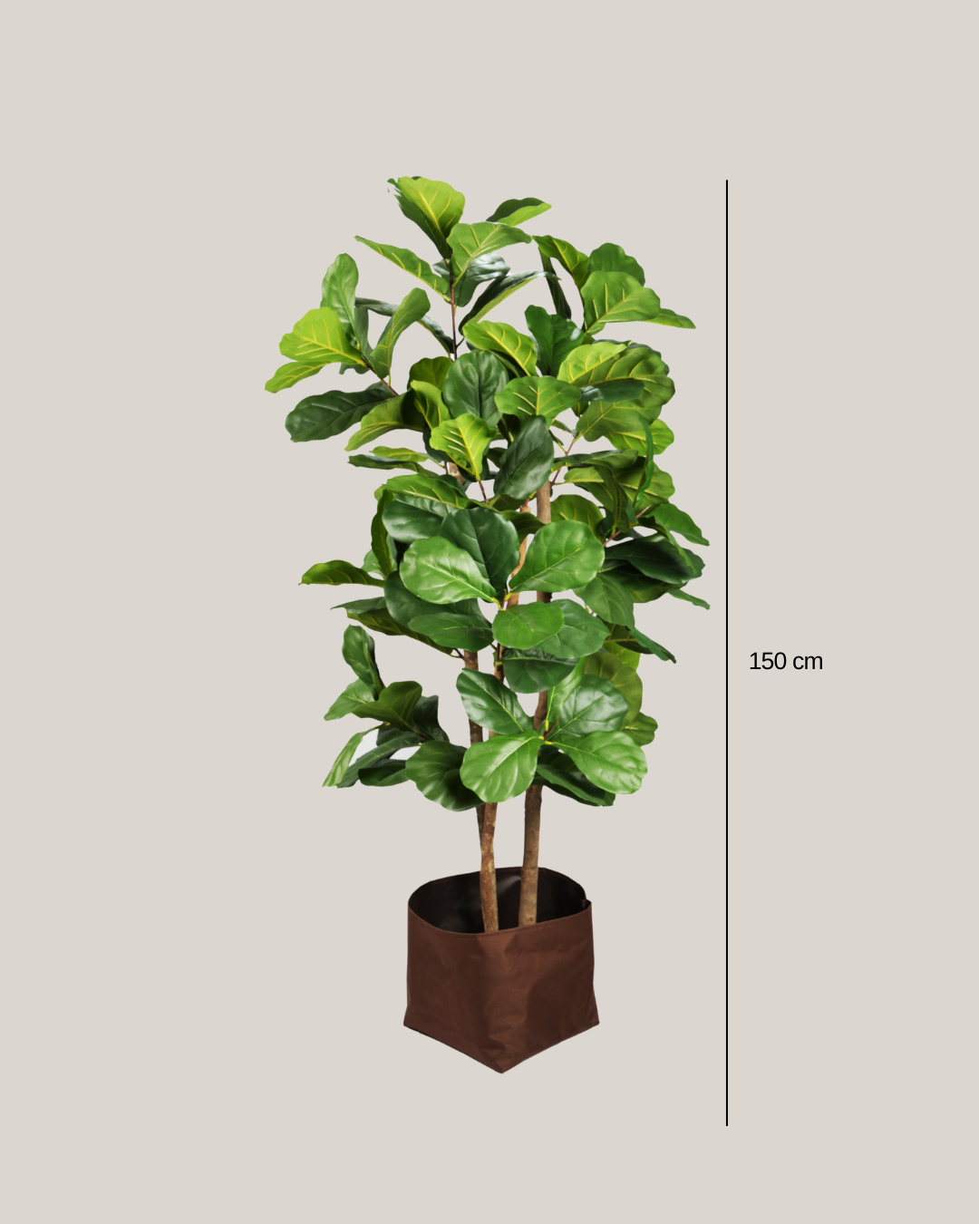 NTT Ficus Fiddle Tree BA