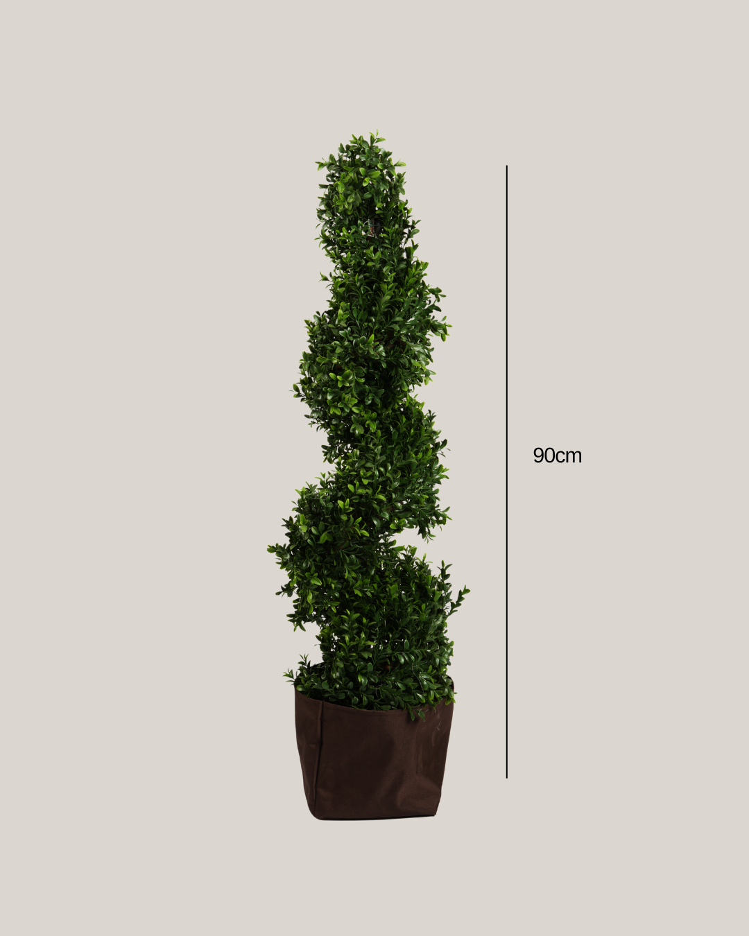 Topiary Buxus Spiral