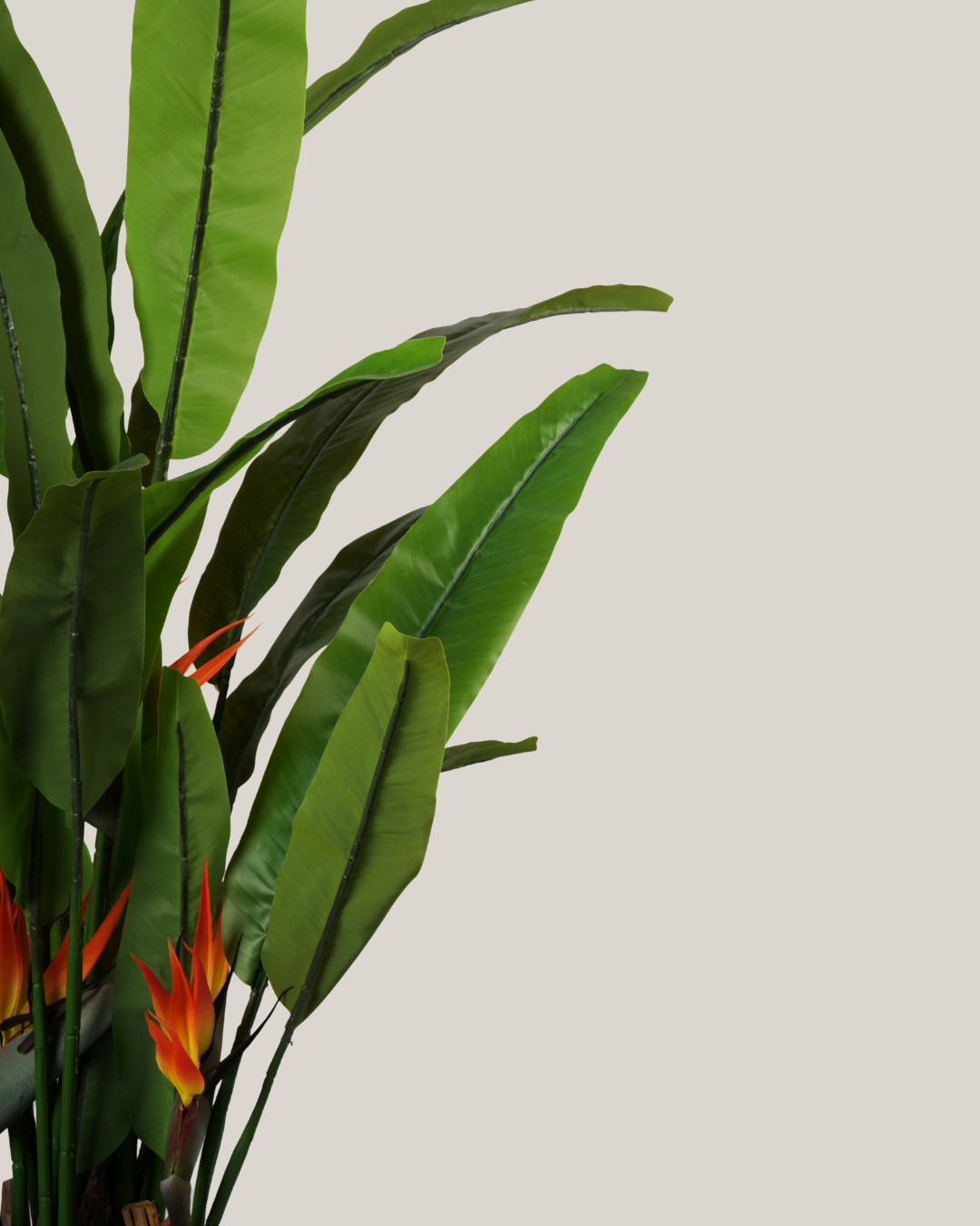 Plants Bird of Paradise BA