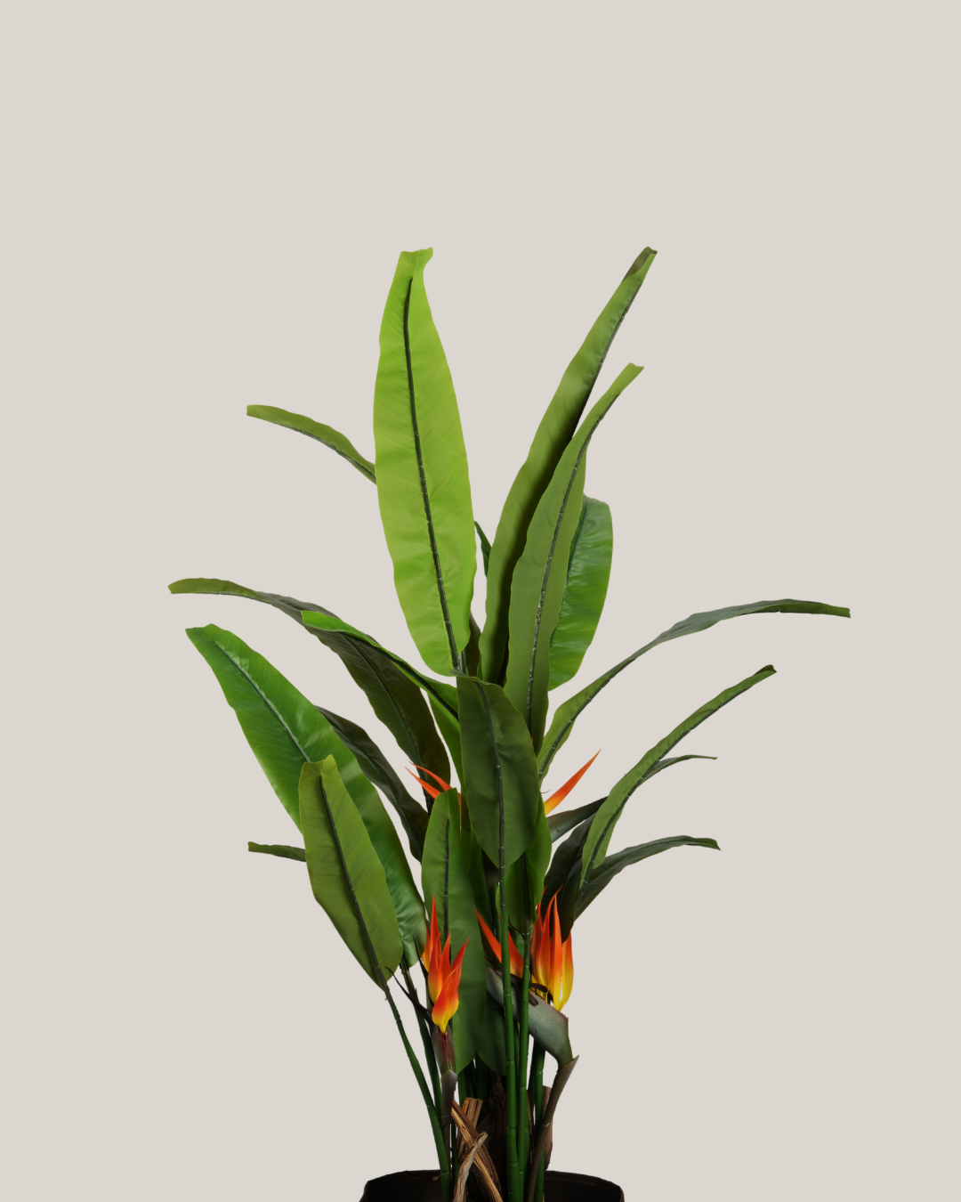 Plants Bird of Paradise BA