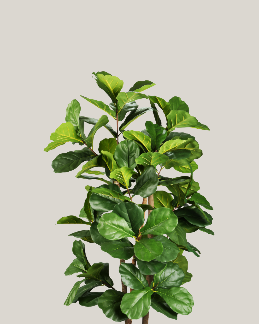 NTT Ficus Fiddle Tree BA