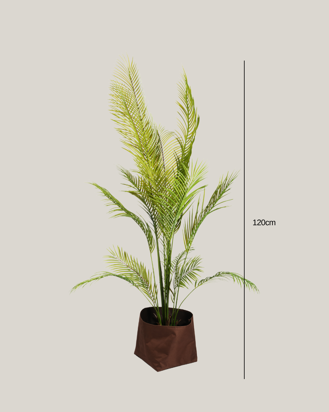 Palm Areca HI