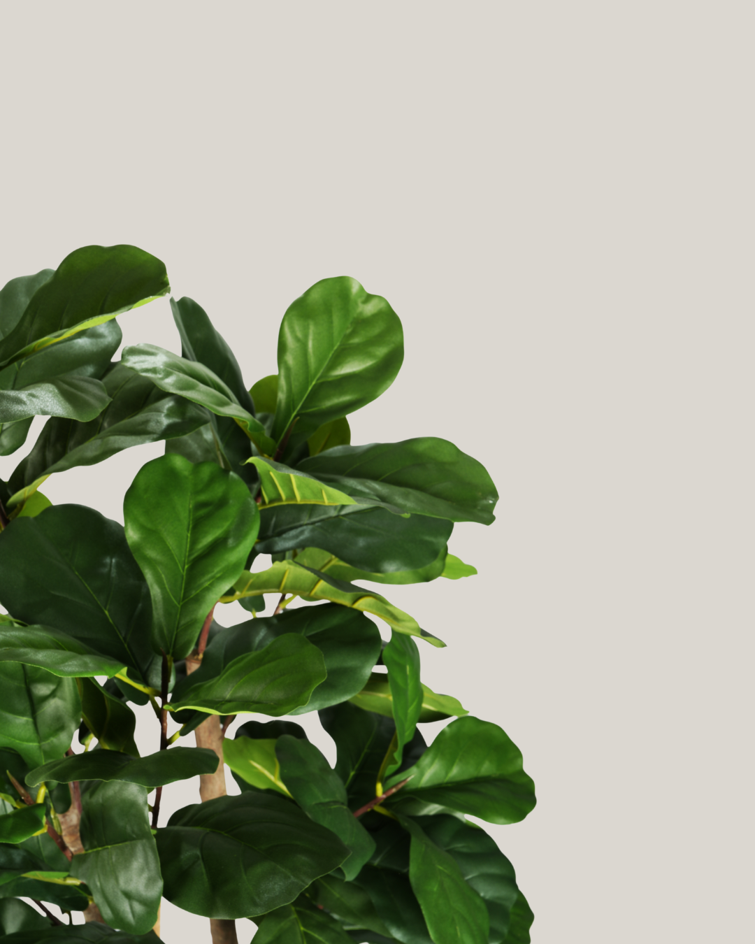NTT Ficus Fiddle Tree BA