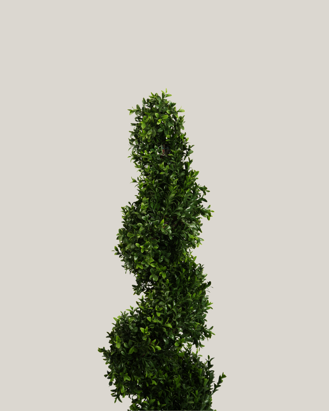 Topiary Buxus Spiral