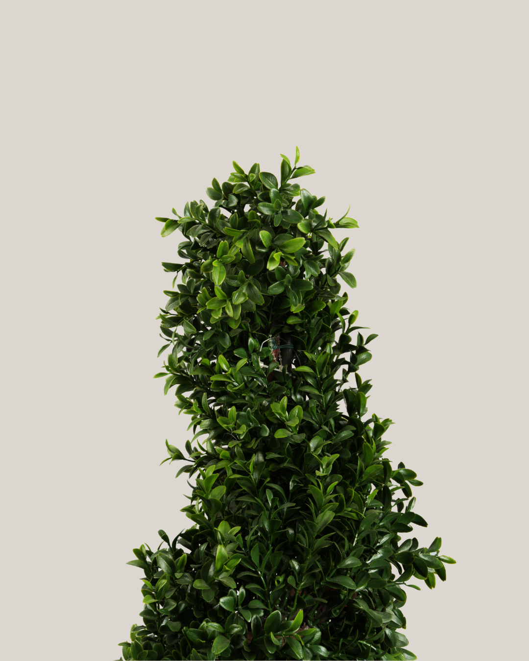 Topiary Buxus Spiral