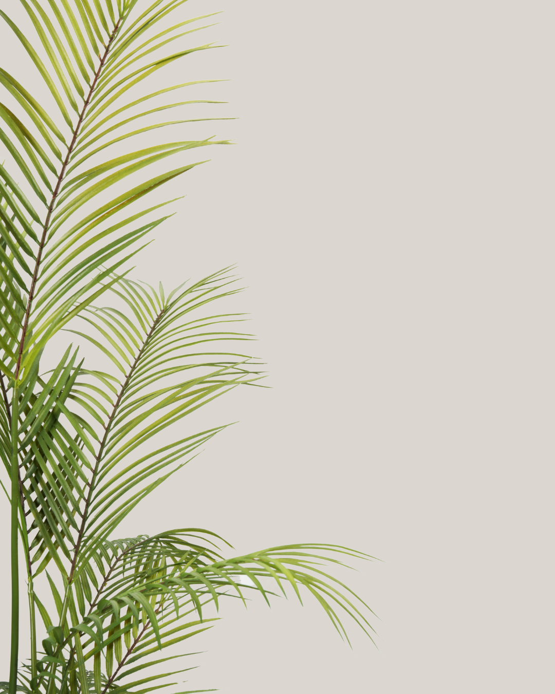 Palm Areca HI