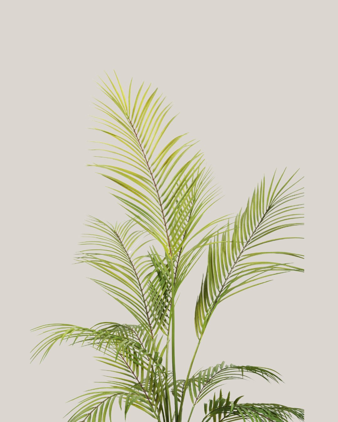 Palm Areca HI