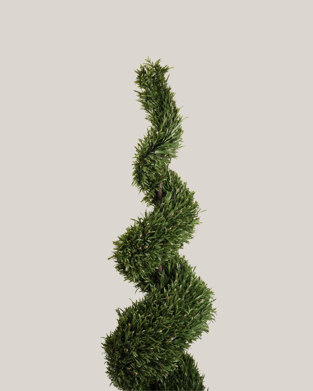 Topiary Rosemary HL Spiral B