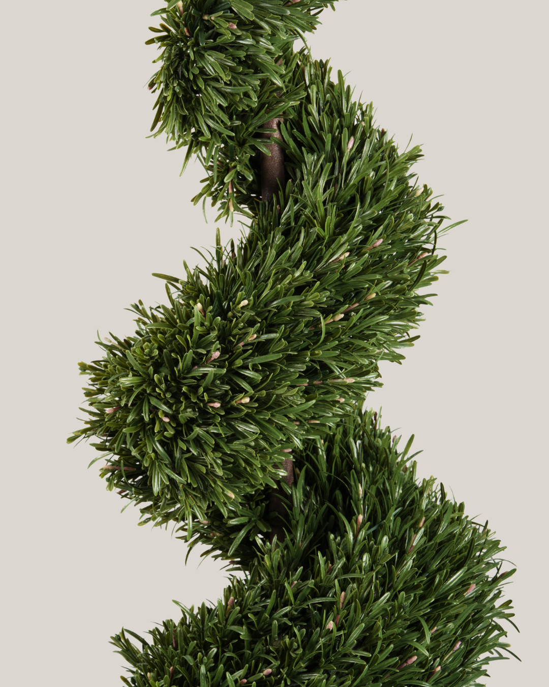 Topiary Rosemary HL Spiral B