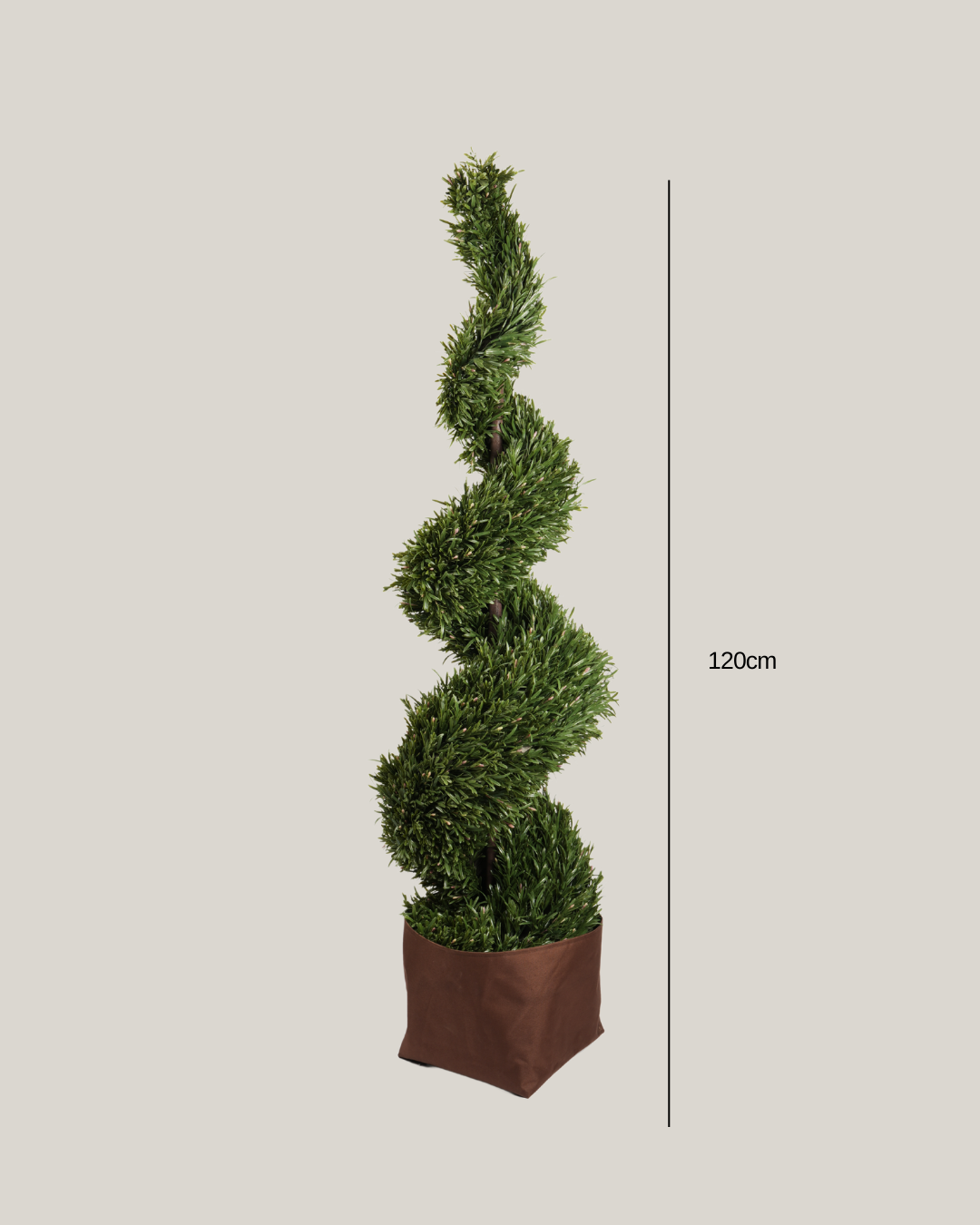 Topiary Rosemary HL Spiral B
