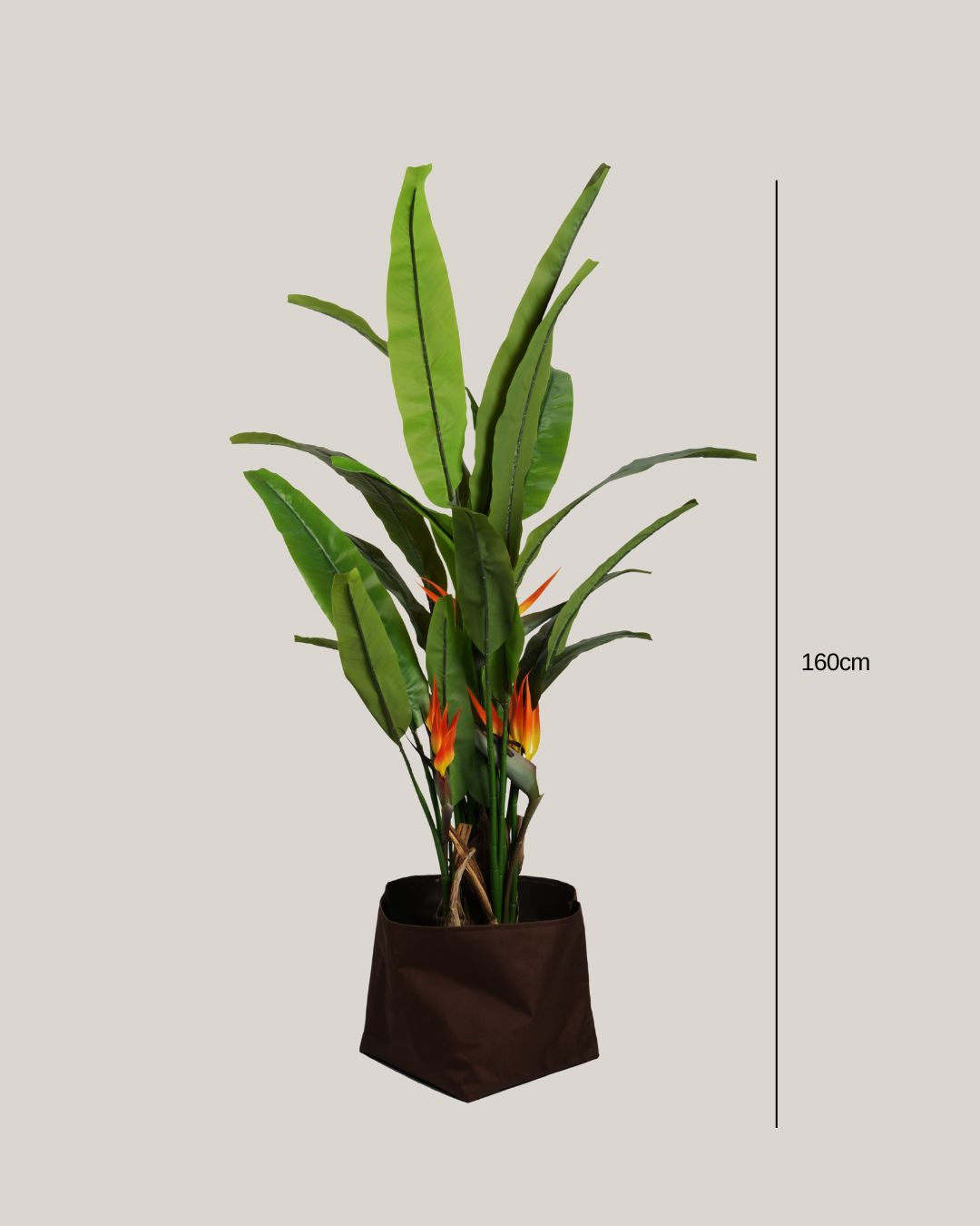 Plants Bird of Paradise BA