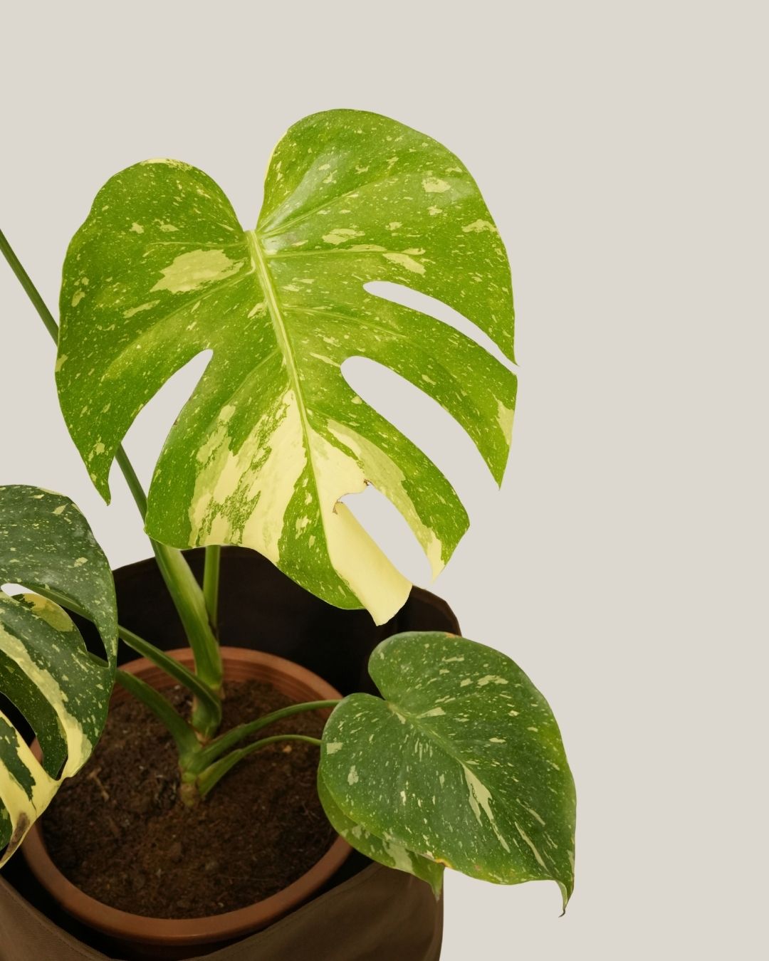 Monstera Milky Way