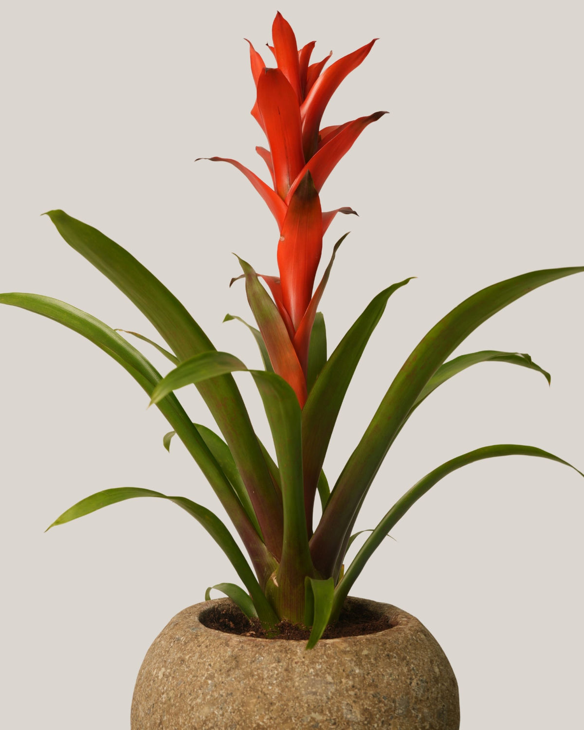 Table Top Plant with Round Stone Pot