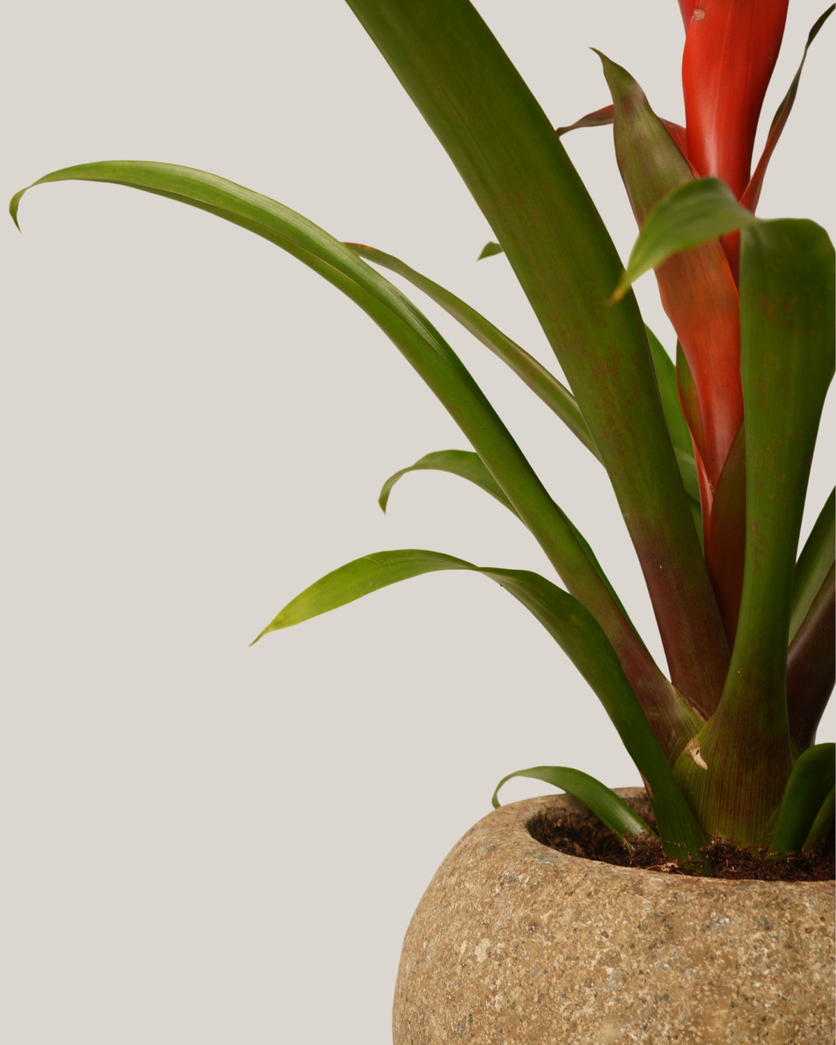 Table Top Plant with Round Stone Pot